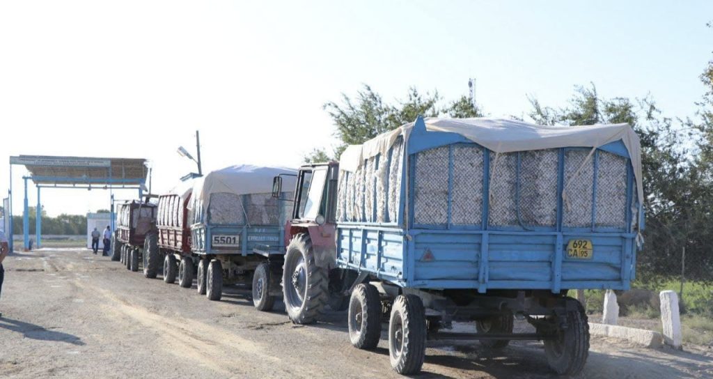 Taxtakópirde paxta terimi baslandı